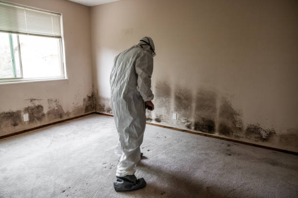 Mold Remediation for Vacation Homes in Hokes Bluff, AL